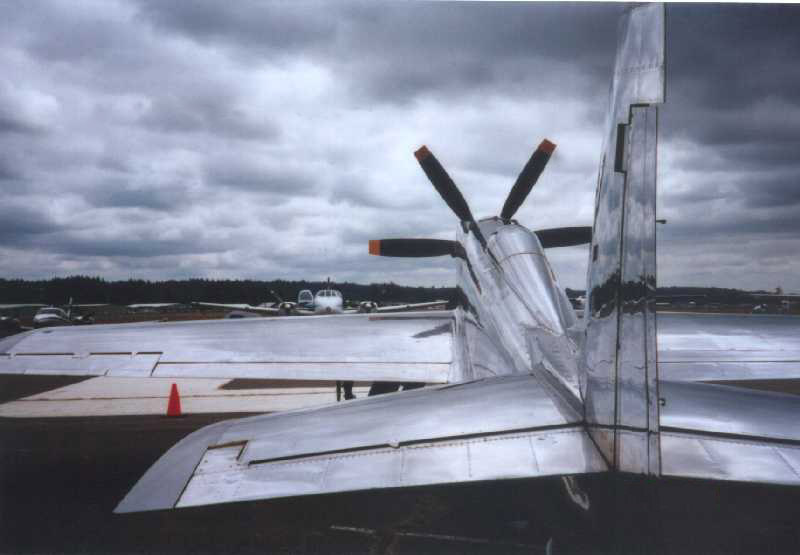 beautiful Mustang 01